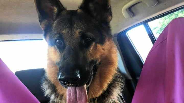 Duke on his way to the beach. Picture: Facebook