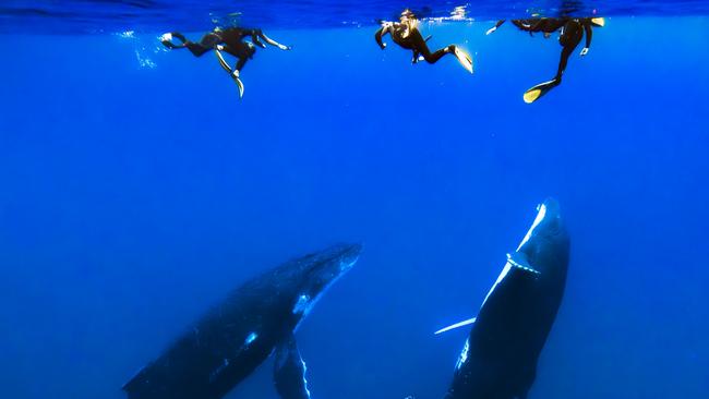 Snorkeling with the whales off Rurutu on the Aranui 5 cruise in the Austral Islands.