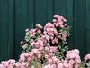 Roses require a little summer lovin’
