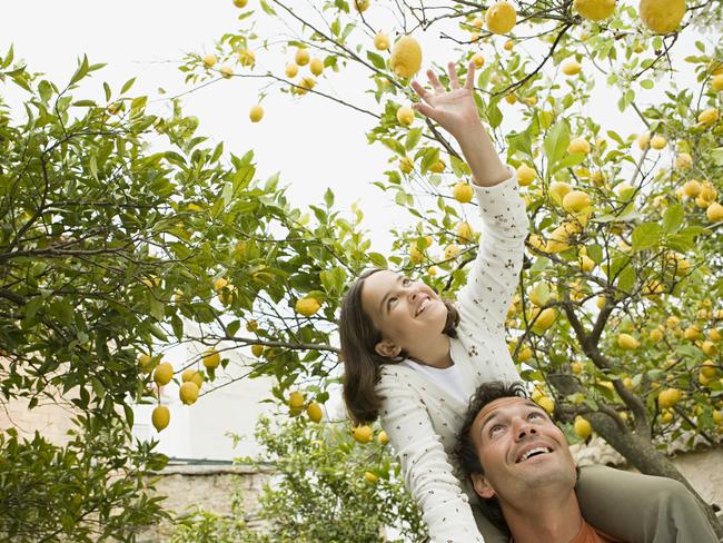 Citrus trees on the market are typically three to five years of age.