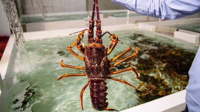 Australian lobsters are one of the exports targeted by China’s tariffs. Picture: Morgan Sette