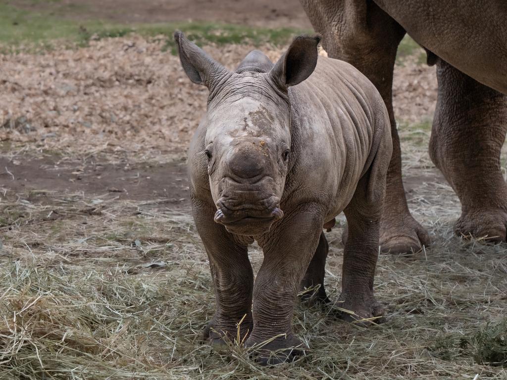 KIDS NEWS 2024: Werribee Open Range Zoo’s recently born rhino calf has been named Jabulani, following an online competition for the perfect moniker for the precious new arrival. Jabulani was born August 2024. Picture: supplied/ Werribee Open Range Zoo