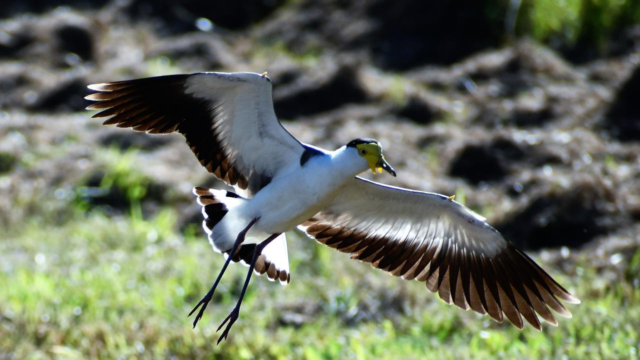 A masked lapwing, commonly referred to as a plover, is common across the country. Picture: Cameron Bates