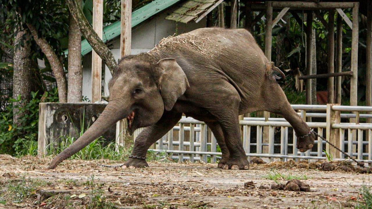 ‘You cannot imagine a skinny elephant until you see one,’ a veterinarian said.