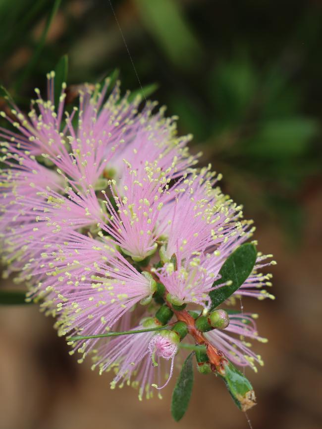 Callistemon ‘Sweet Burst’, compact at 1m high and wide.