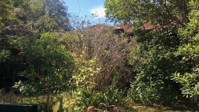 The Greenwich house had overgrown trees and bushes.