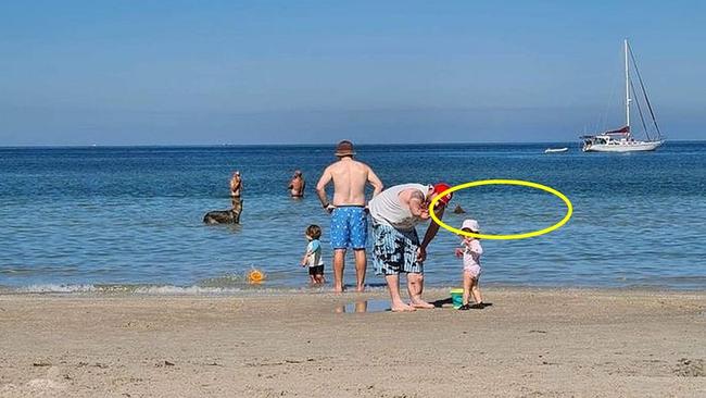 The picture was taken by a family at Carrum Beach on Sunday morning – the same day the local SES received an unconfirmed report of a shark at nearby Chelsea Beach. Picture: Chelsea SES / Facebook.