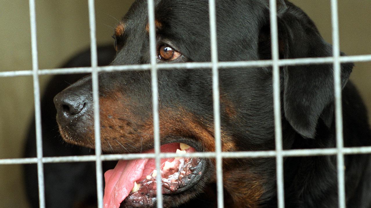 A woman has been awarded damages of $225,000 after a Rottweiler attacked her and mauled her dog.