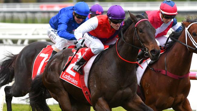 King of Hastings is a popular pick at Flemington. Picture: Getty Images