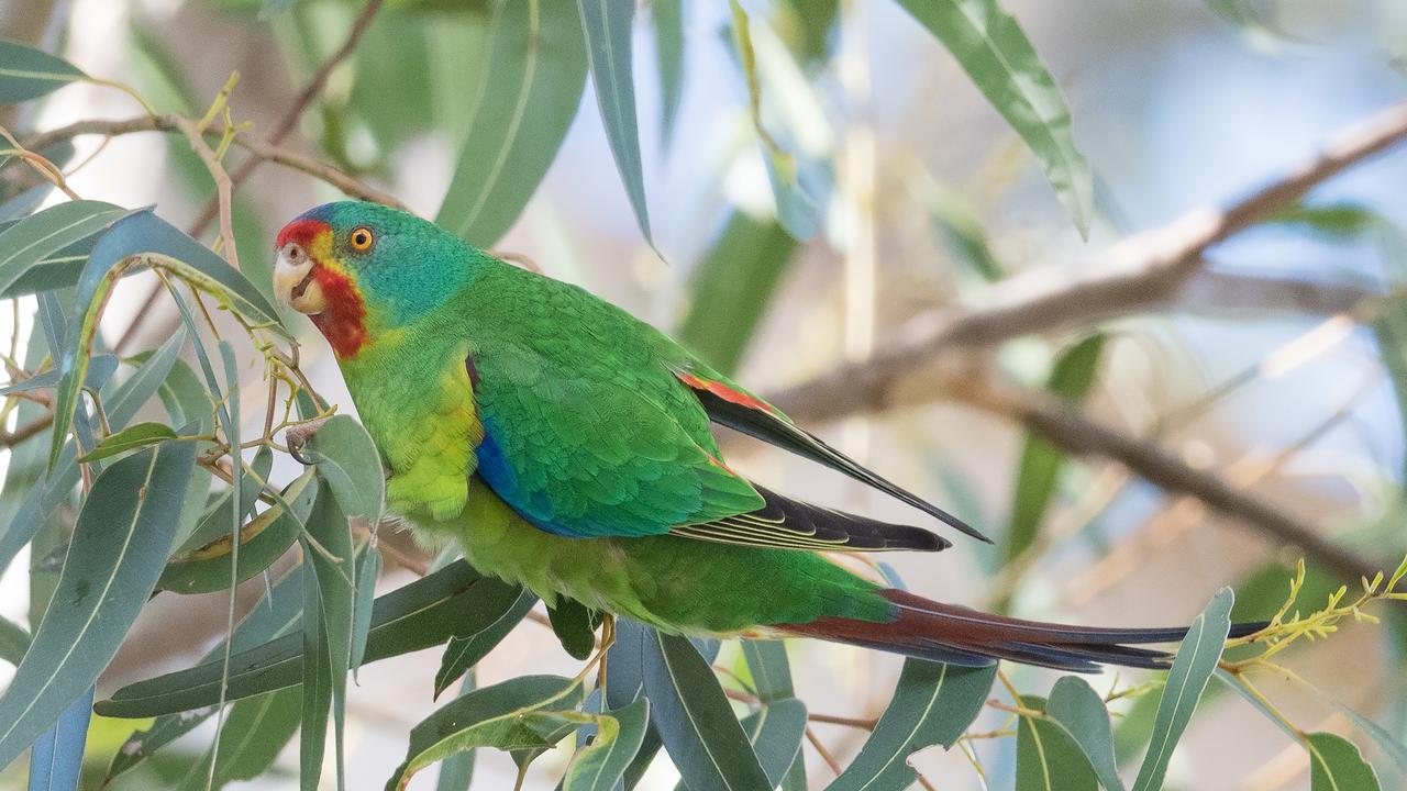 The critically endangered swift parrot is being pushed to the brink of extinction. Picture: David Adams