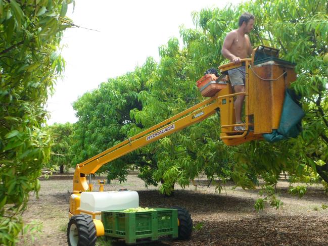 Mangoes are in the mix to be grown at Singleton.