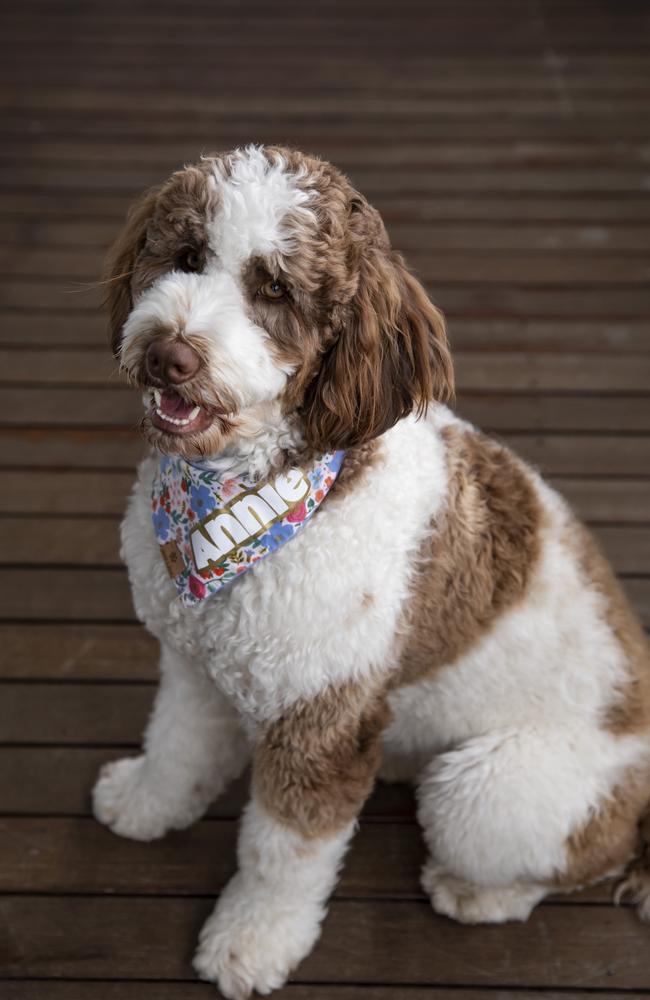 Annie, the Bernedoodle dog - a Bernese mountain dog crossed with a poodle - who is owned by Madison Kendall. Picture: Mark Cranitch