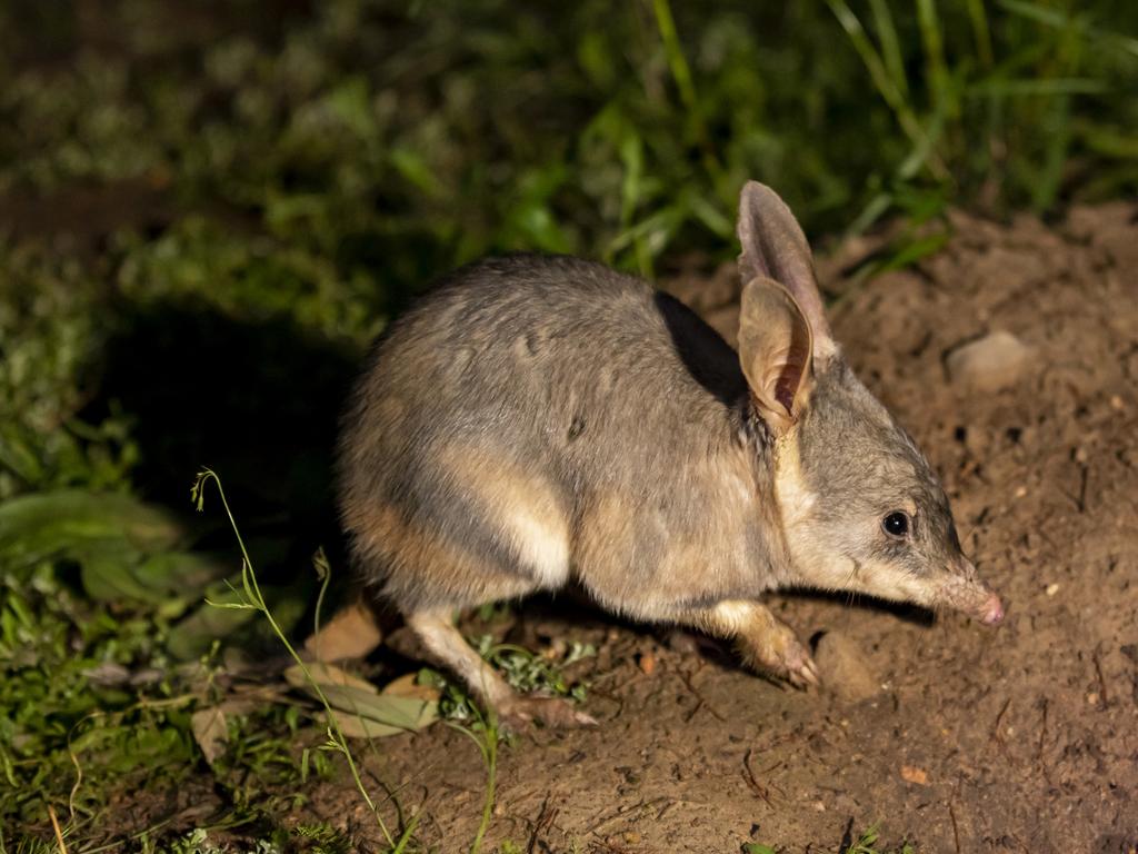 In a collaboration between UNSW ecologists, NSW National Parks and Wildlife and Taronga Conservation Society, Greater Bilbies have been released into UNSW’s Wild Deserts project at Sturt National Park for the first time in 100 years. Picture: Rick Stevens