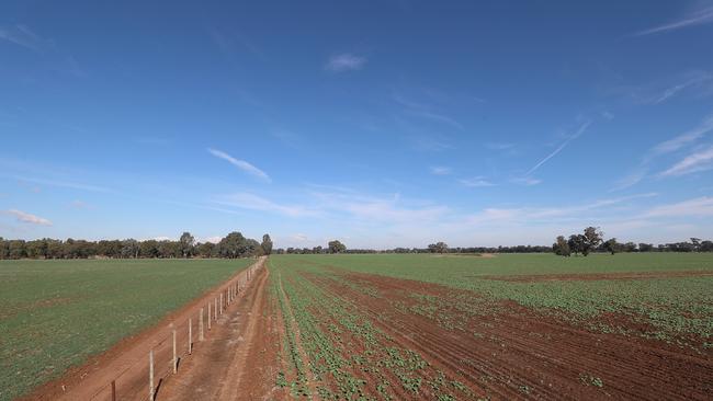 Farmers say recent rain will help to boost canola germination. Picture: Yuri Kouzmin