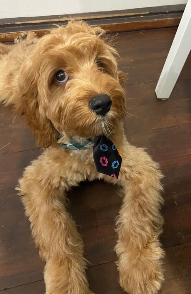 He is so cuddly and placid. He loves all the attention and playing with all his favourite toys. He particularly loves his hoomans socks and doing zoomies.