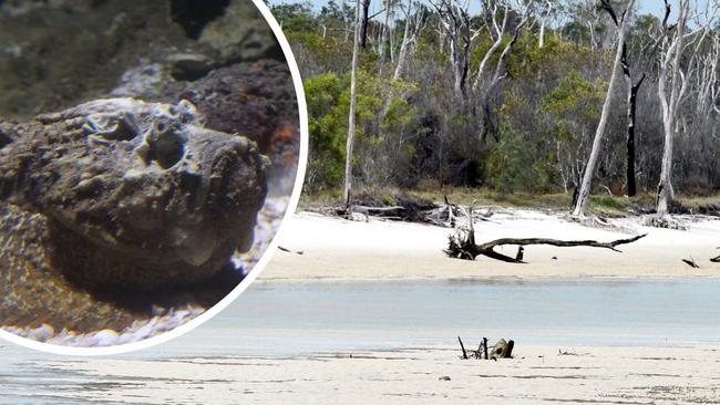 A man has been taken to hospital after suffering a suspected stonefish sting at Coongul Creek on Fraser Island (K’gari).