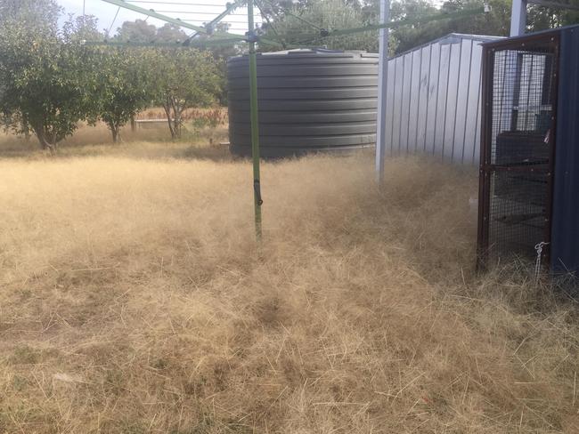 Leanne says she can’t dry sheets or towels on the clothesline any more because of the outbreak. Picture: Leanne Gloury