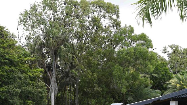 Bats at Dan Gleeson park. Picture: Shae Beplate.