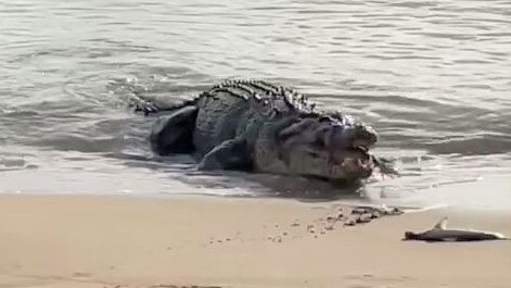 FNQ couple encounters large croc eating small sharks just north of Cardwell - brightened. PICTURE: YVONNE PALMER