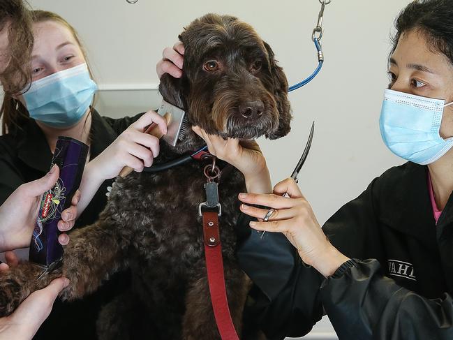 MELBOURNE, AUSTRALIA - NewsWire Photos AUGUST 5, 2020 : Milo the dog gets some last minute grooming from Taylah Watson , Rachael Nankin and Julia Han at Roll Over Beethoven in Balwyn before they close down.The city of Melbourne is on a knife edge after a record 725 coronavirus infections.With stage 4 lockdown now in place for 6 weeks it is vital not only for the state of Victoria , but the country of Australia that the infection numbers drastically decrease. Picture : NCA NewsWire / Ian Currie