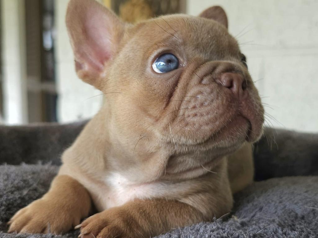 Juno: Chai Sainsbury's 7 week old French Bulldog