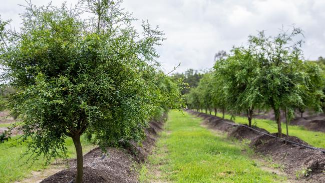 Bob Schultz's finger limes orchard at Wamuran. Picture: Dominika Lis