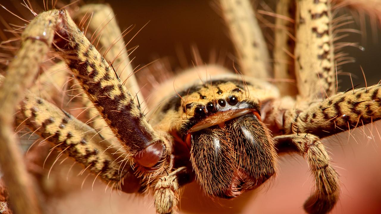 golden huntsman spider