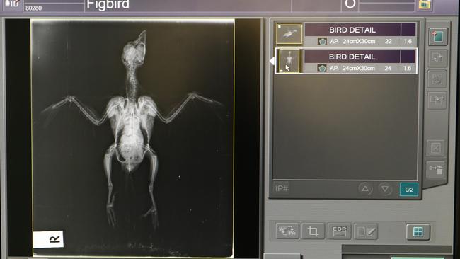 A figbird being X-rayed. Picture Glenn Hampson