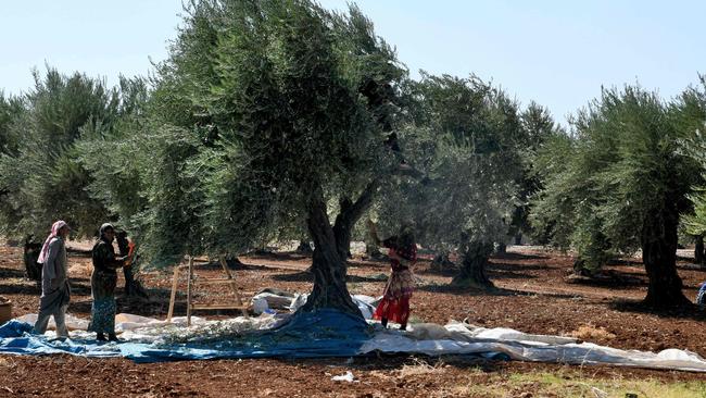 Syrians harvest olives in a field last month … the Middle East is heating at nearly twice the global average which could have devastating impacts on its people and economies. Picture: AFP