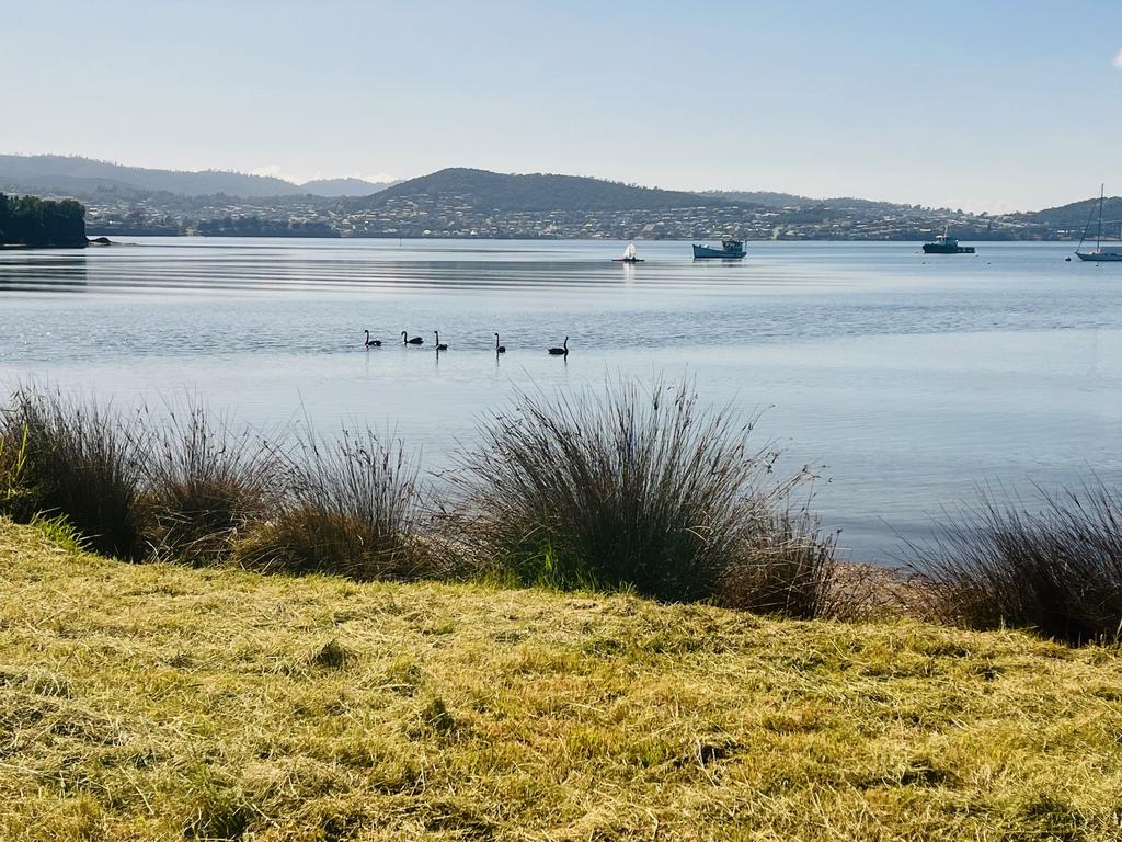 Swans at Cornelian Bay. Picture Jane McKendrick Your Focus on Tasmania ***ONE TIME USE ONLY***