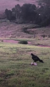 WATCH: Eagle stands over its prey 'Daryl the duck'