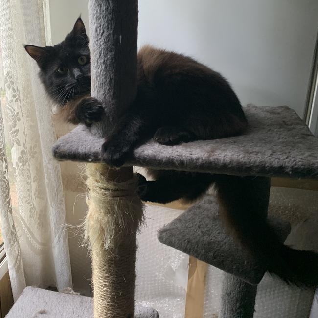 This is Miss Pepper Lou. I adopted her when she was 9-weeks-old. She is now a little cheeky 2-year-old bubba who loves to annoy her big brother and is quite the chatter box. Picture: Acacia