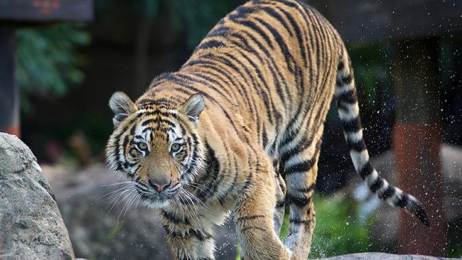 Dreamworld tigers like Adira are a star attraction for the theme park. Picture: Supplied