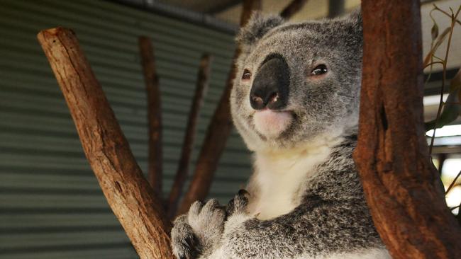 Conservation groups across Moreton region have raised concerns the State Government’s new koala mapping would not protect urban koalas. Photo. supplied.