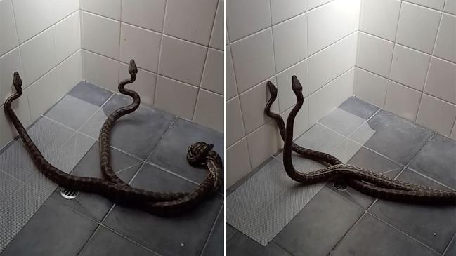The moment a Queensland mum found two snakes fighting in her bathroom has been captured on camera.