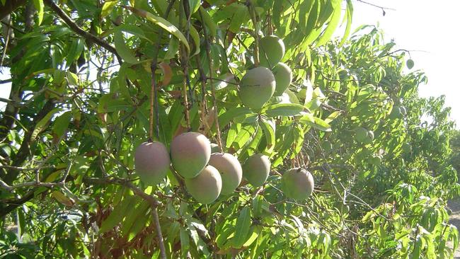 Bowen special mangoes from Corrick Plains. Image: Contributed.