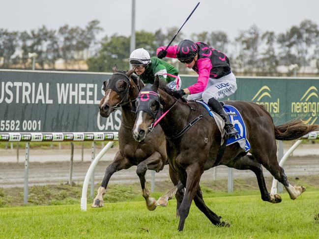 Captivated, ridden by jockey Luke Dittman on Saturday at the Gold Coast Turf Club in 2018. Picture: Jerad Williams