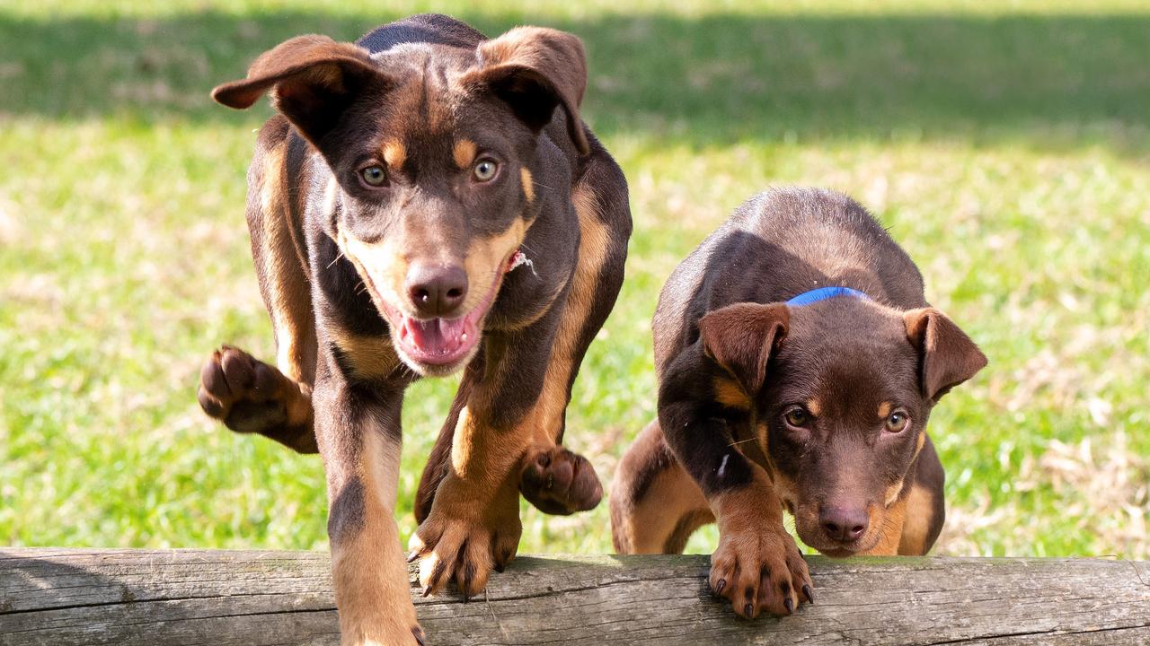 VOTE: Should Magnetic Island get its own fenced dog park?