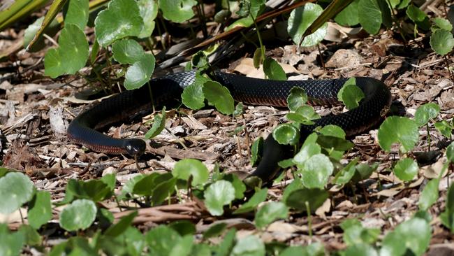 The snake. Picture: Damian Shaw