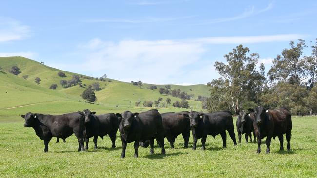 The Kelly Angus property at Yea in Victoria’s North East