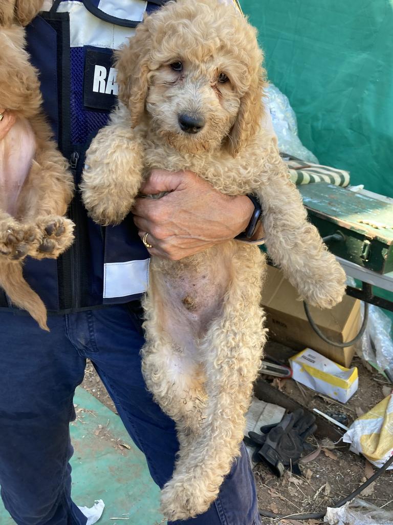 The puppies were found with a range of health problems. Picture: RSPCA