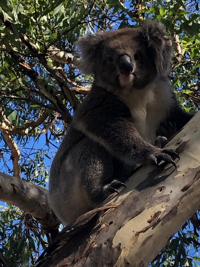 The koala after it was released. Picture: Nadia Tugwell