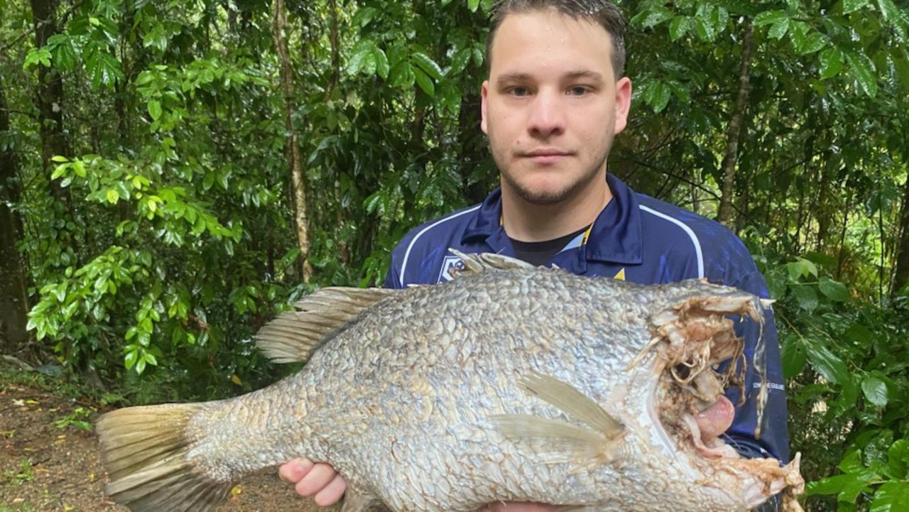 Baylor Adams holds a decapitated barramundi fish at Crystal Cascades after the removal of a spillway net at Copperlode Dam. Picture: Supplied.