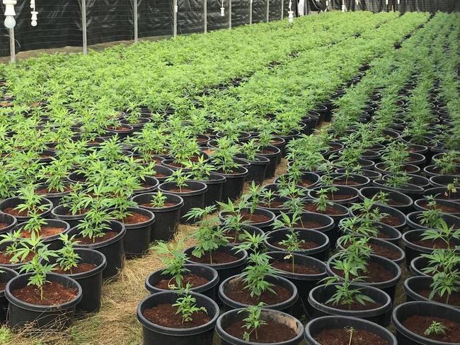 Detectives have charged seven people and seized nearly $10 million worth of cannabis in the state’s Central West. In December 2019, detectives from the State Crime Command’s Drug and Firearms Squad established Strike Force Emerstan to investigate the cultivation and supply of cannabis across the state’s Central West. Their inquiries uncovered a rural property near Dubbo being used for the cultivation of cannabis. Picture: NSW Police