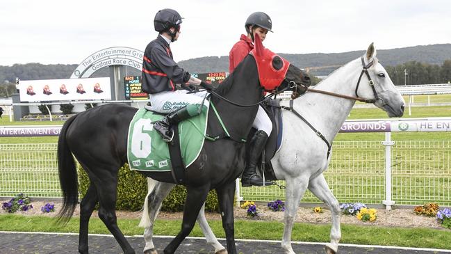 Explosive Torpido can resume from a long break with a first-up win at Kembla. Picture: Bradley Photos