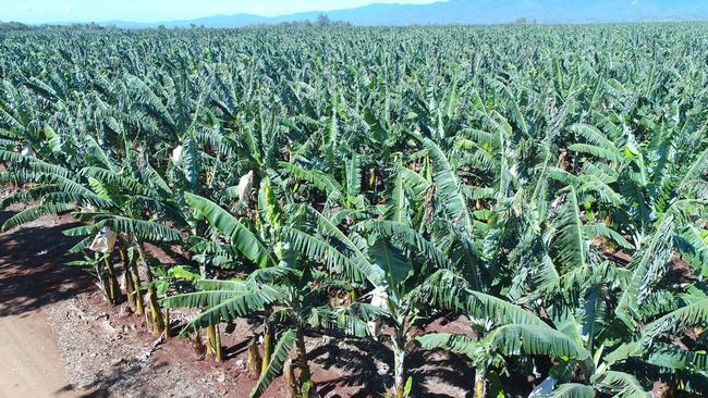 Workers were employed on farms at Innisfail, Mareeba and Tolga. Picture: supplied.