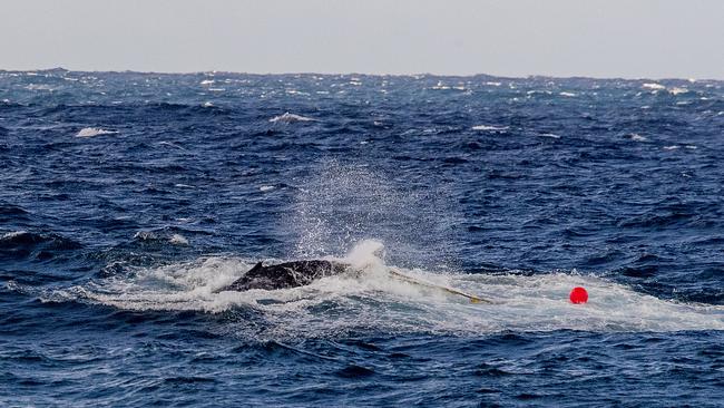 The juvenile humpback whale was freed after a difficult rescue operation. Picture: Jerad Williams.