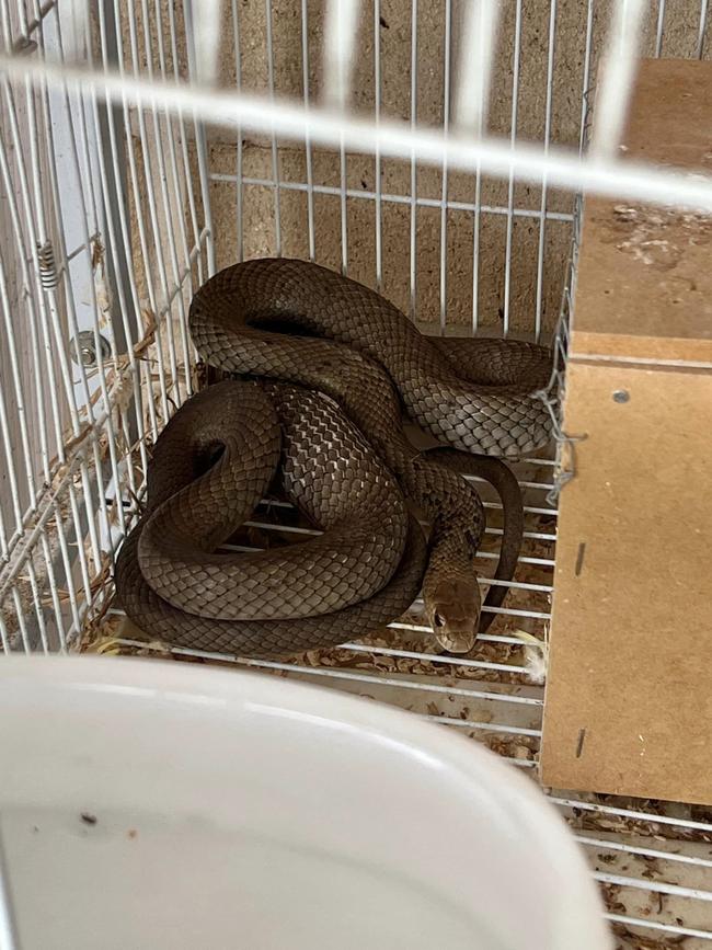 The extremely-venomous eastern brown snake was found in a Pimpama family's outdoor birdcage. Picture: Gold Coast Snake Catcher/Facebook