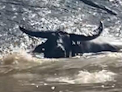 ONE TUFF BUFF: Water buffalo takes on swarm of hungry crocs