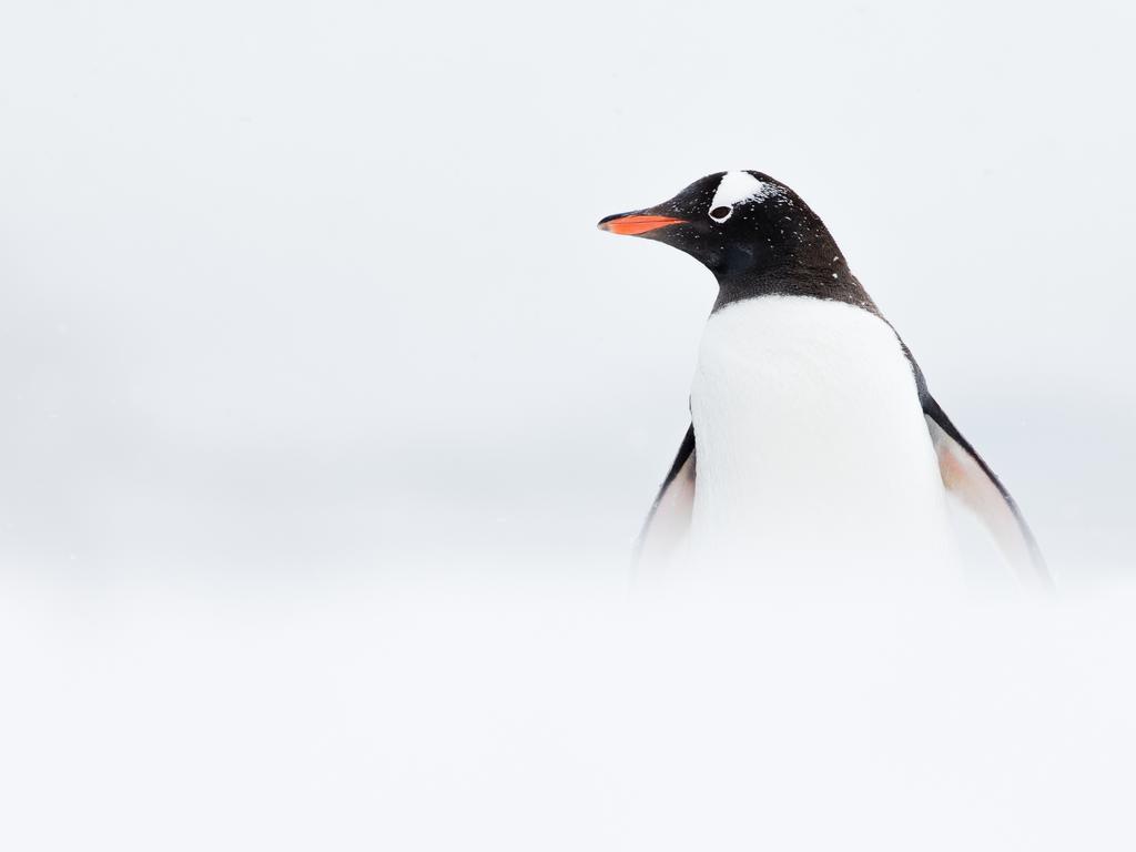 Penguin photo wins Antarctic photo competition prize for Sydney  photographer Sam Edmonds